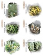 春日这些常见的花草，原来